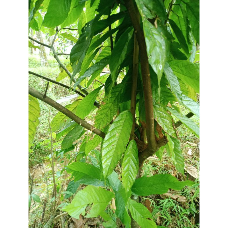 

Daun kakao | daun cokelat 1kg