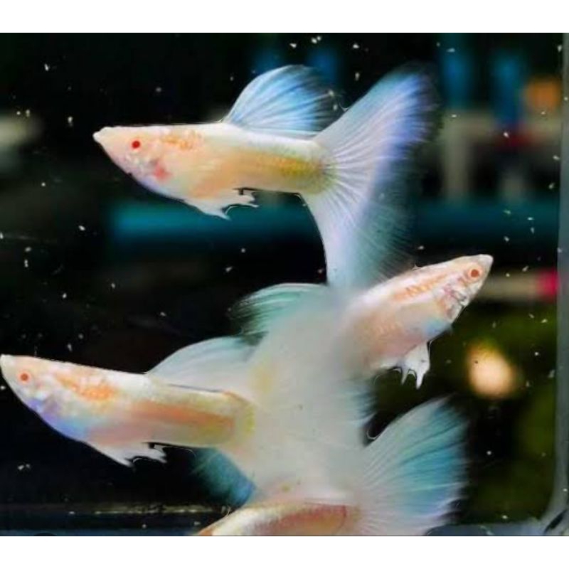 albino full platinum