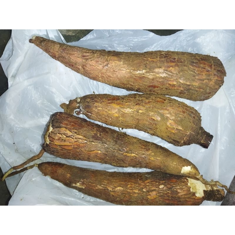 

SINGKONG MENTAH/SATU KILO/SINGKONG MEMPUR