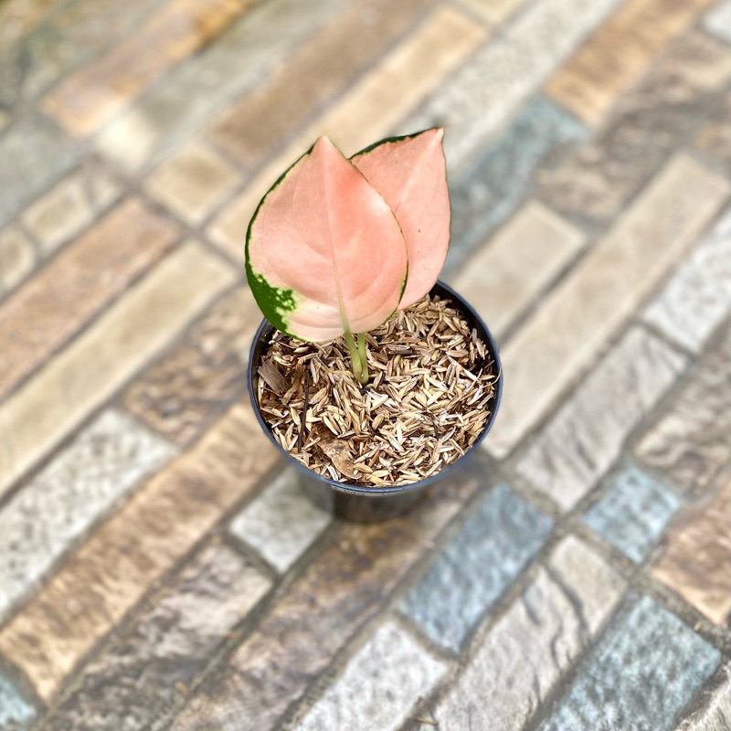 Aglaonema Kochin sutra