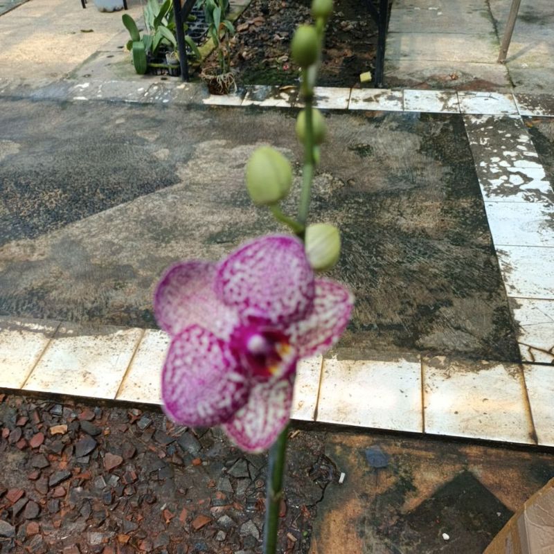 ANGBUL KOLEKSI KHUSUS LIVE