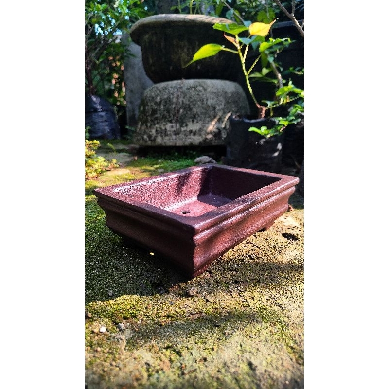 Pot Bonsai Semen Mame Kotak 0-5