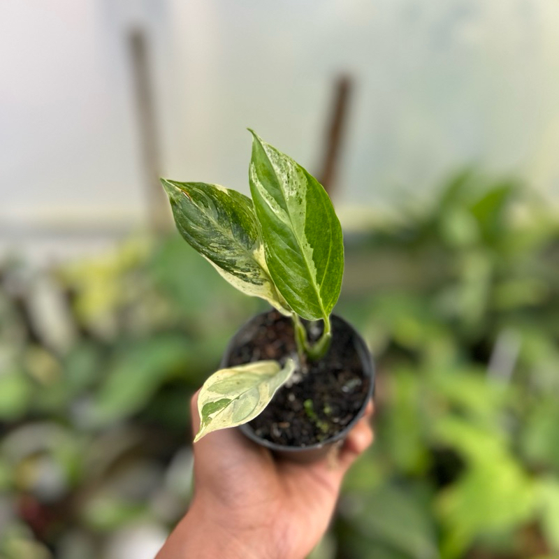 Scindapsus perakensis mint marble varigata