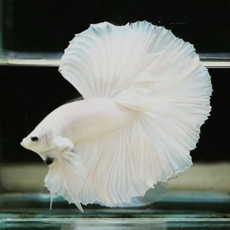 ikan cupang halfmoon white platinum ekor lebar