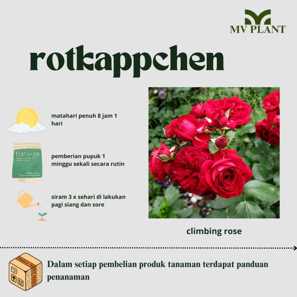 Tanaman Hidup Bunga Mawar Import ROTTKAPPCHEN-mawar merah-bunga mawar cantik-Bunga mawar rambat