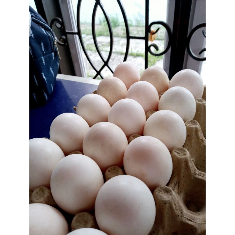 

Telur Bebek Langsung dari Kandang Berkualitas | Telur Bebek Fresh Panen Setiap Hari