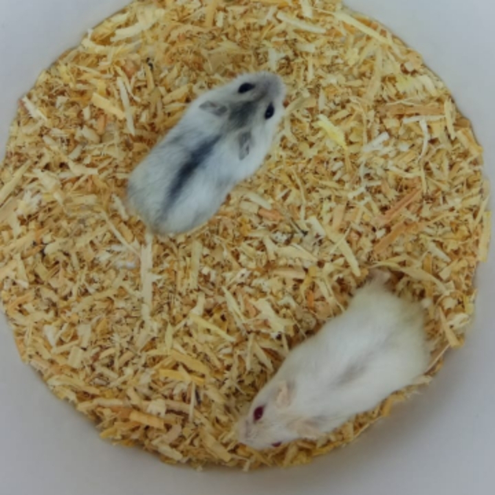 SEPASANG HAMSTER JANTAN BETINA WINTER WHITE PEARL SIAP TERNAK
