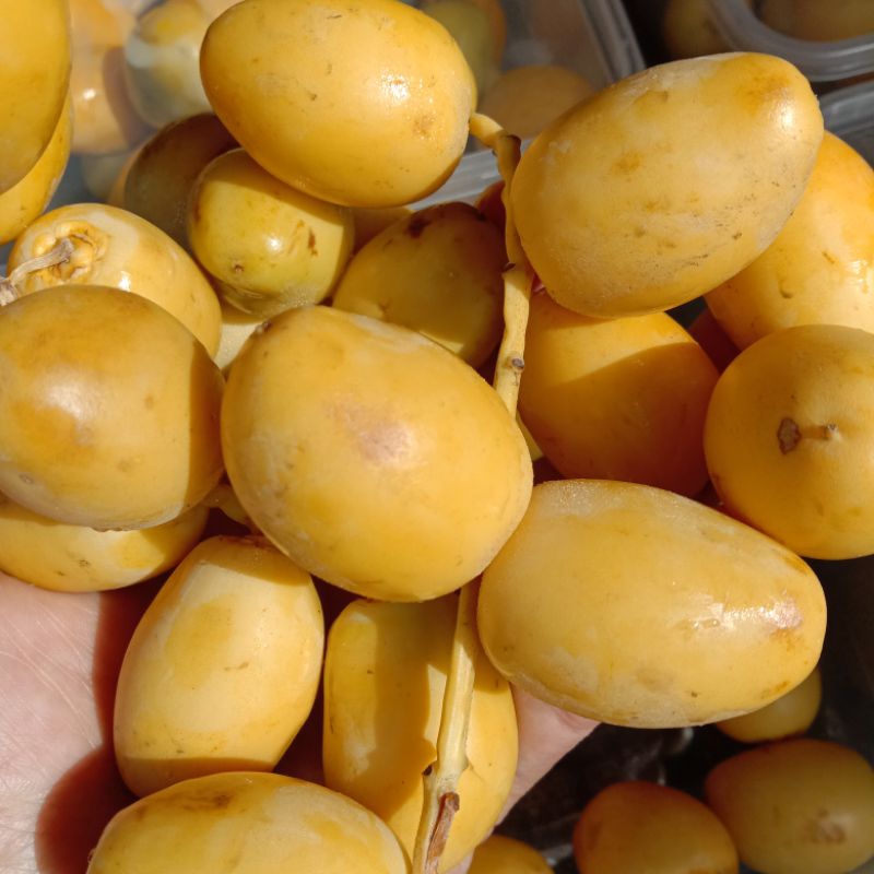 

Kurma Muda Fresh 1 kg