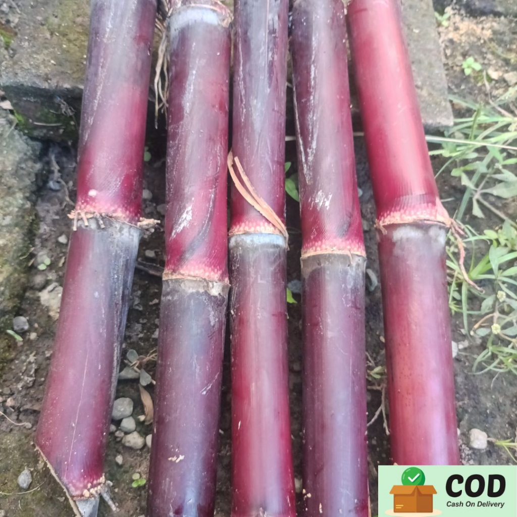 

TEBU IRENG/TEBU HITAM LANGKA ASLI