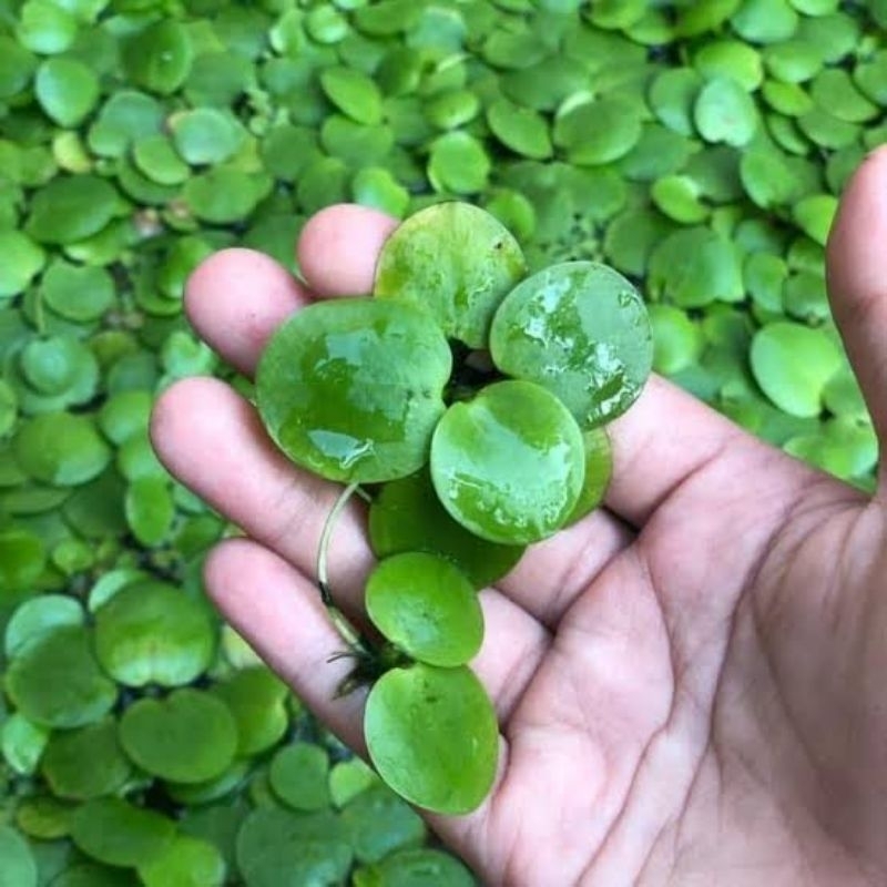 (AMAZON FROGBIT) Tanaman Air Amazon Frogbit - Tanaman Air Aquarium - Tanaman Air Kolam Ikan Amazon F