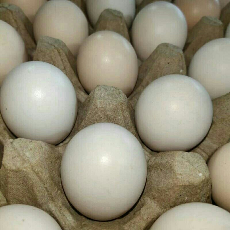 

telur ayam kampung asli