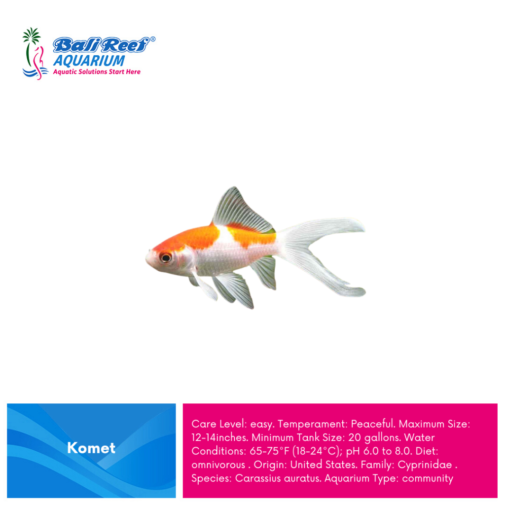 Ikan Hias Air tawar Komet Jumbo