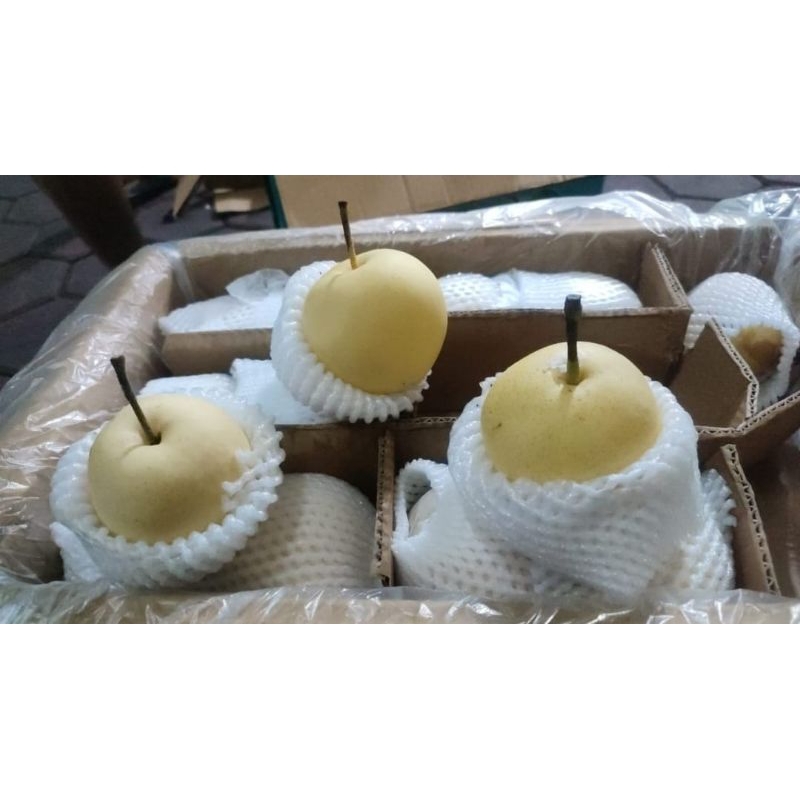 

PAKET GROSIR PIR CENTURY