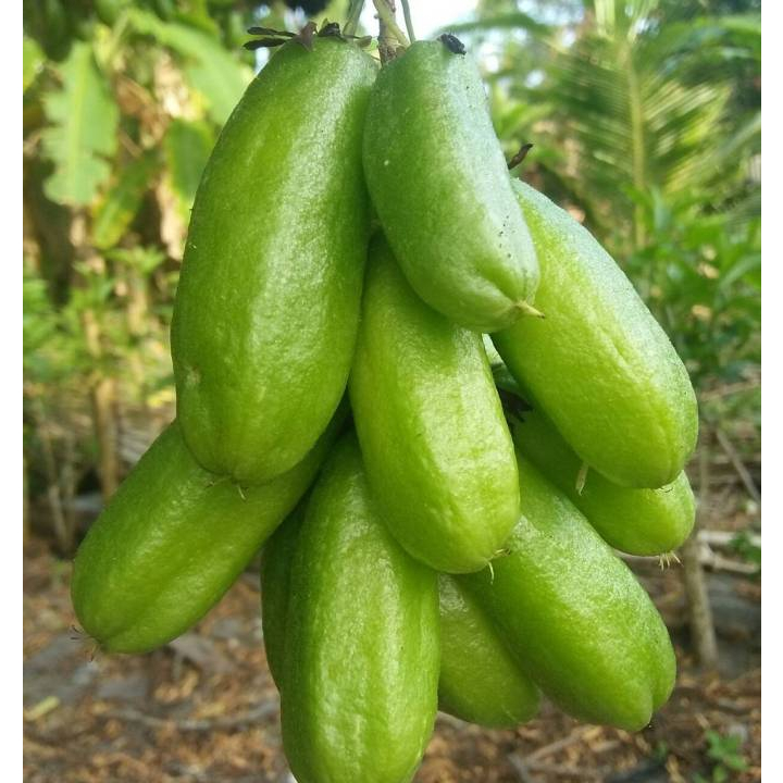 Pohon Belimbing Wuluh | belimbing sayur