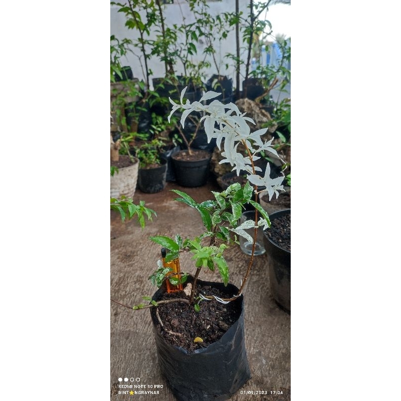 bibit anting putri varigata/salju