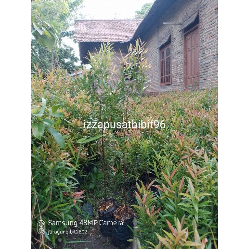 bibit pucuk merah  50cm