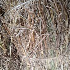 jerami padi kering 1kg