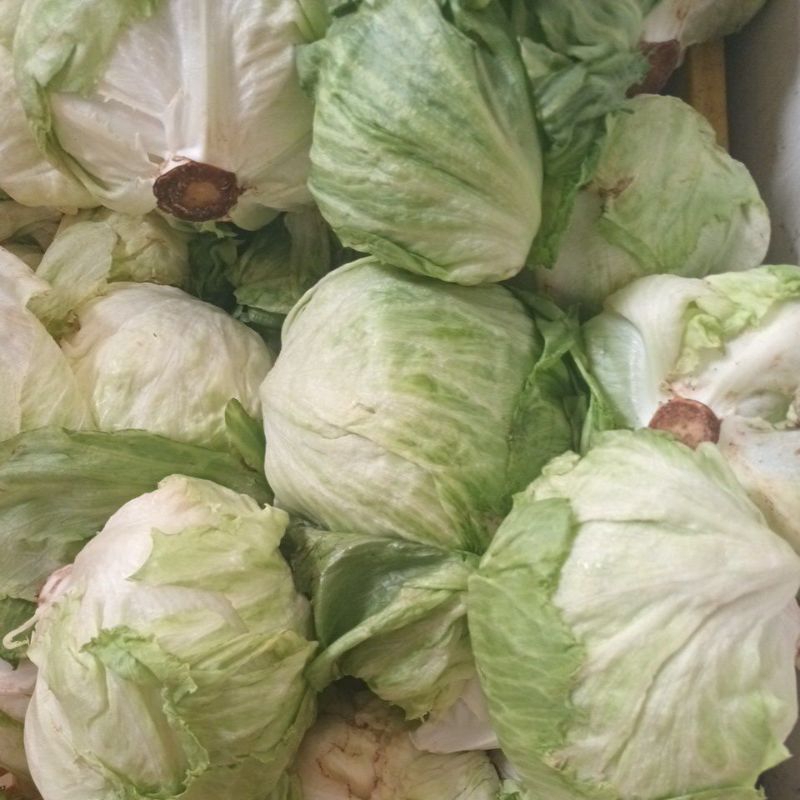 

sayur letuce