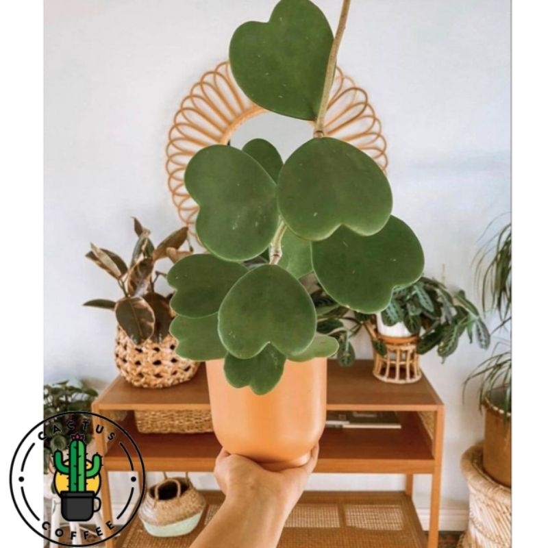 Tanaman hias hoya love - Hoya love - Hoya kerri - Tanaman Hias Hidup Hoya Love