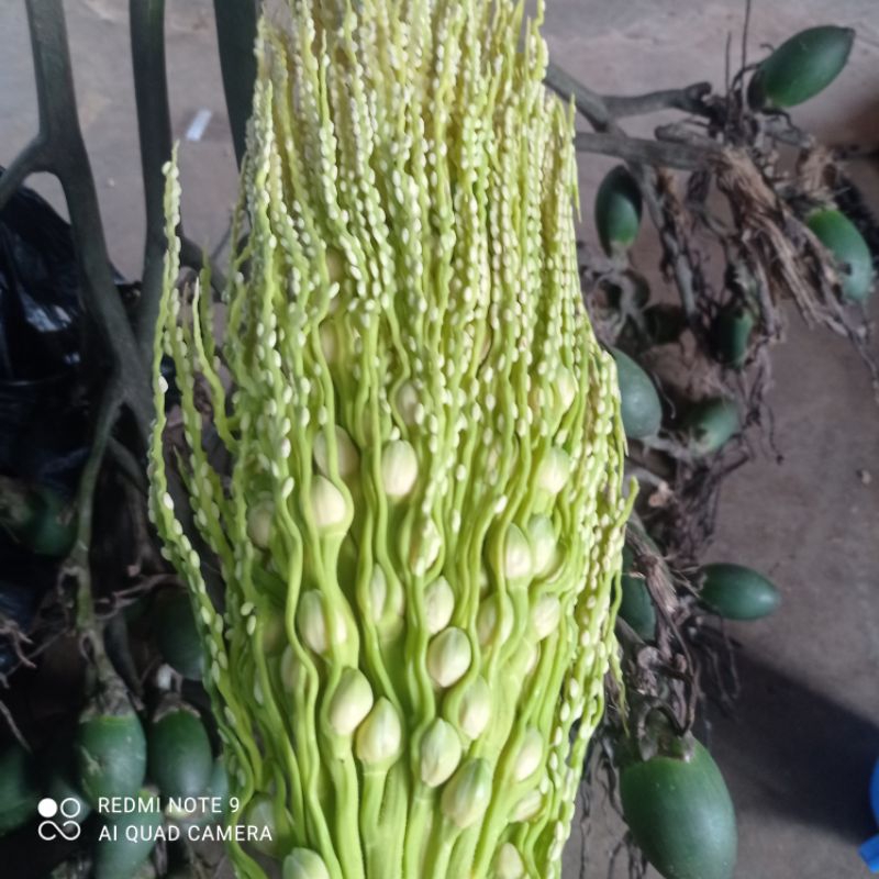 

bunga pinang muda 500 gram