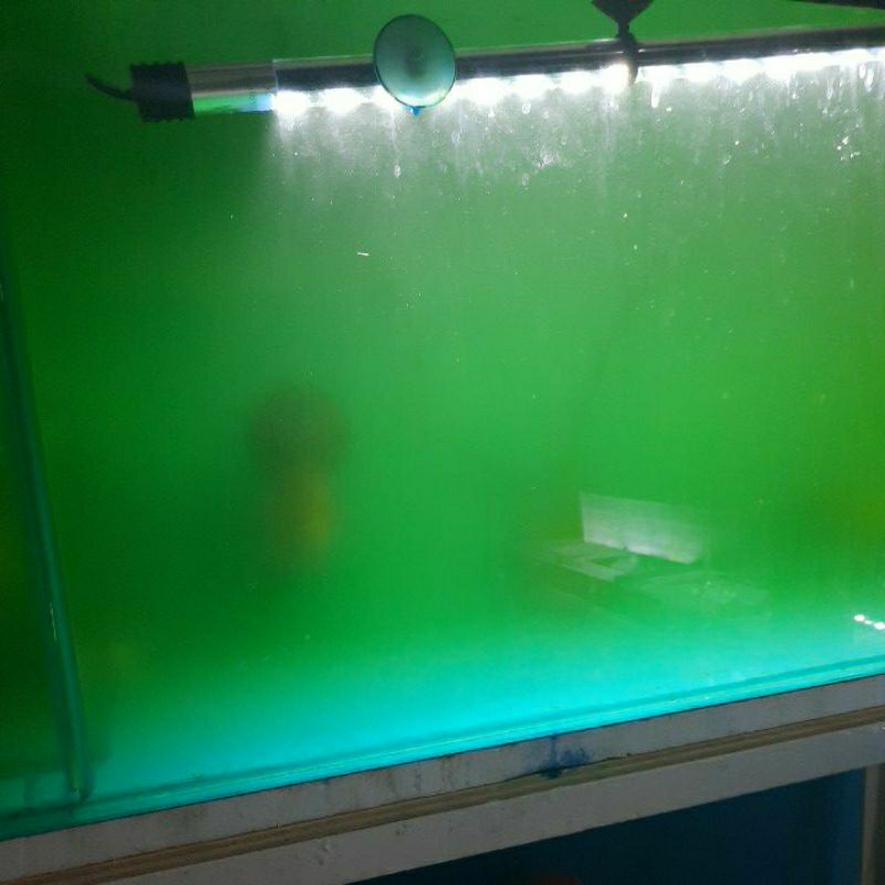 

Ikan logan red impor