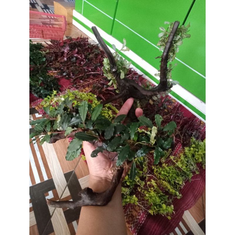 bonggol kayu  Buce kayu aquascape