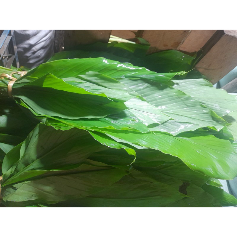 

Daun kunyit 1 ikat