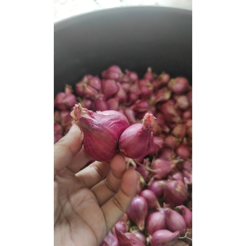 

Bawang merah superan