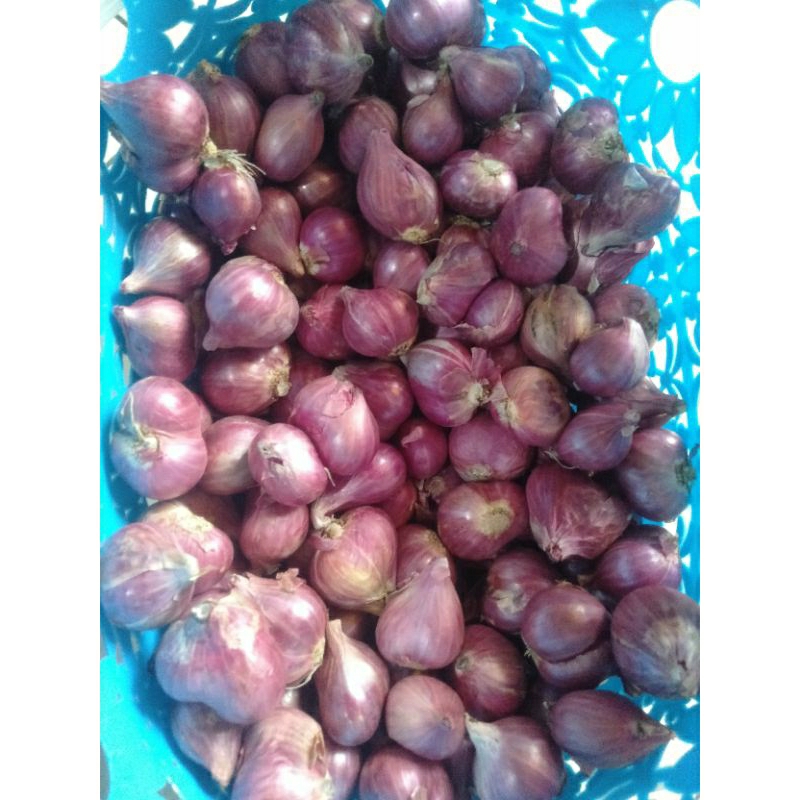 

BAWANG MERAH PROBOLINGGO 1KG