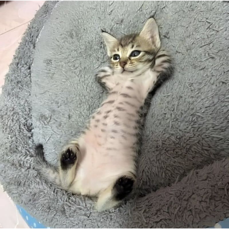 

mam ucing