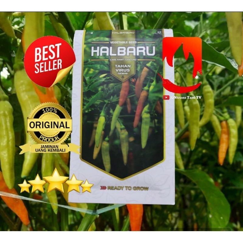 benih Cabe Rawit HALBARU 10gr TERLARIS