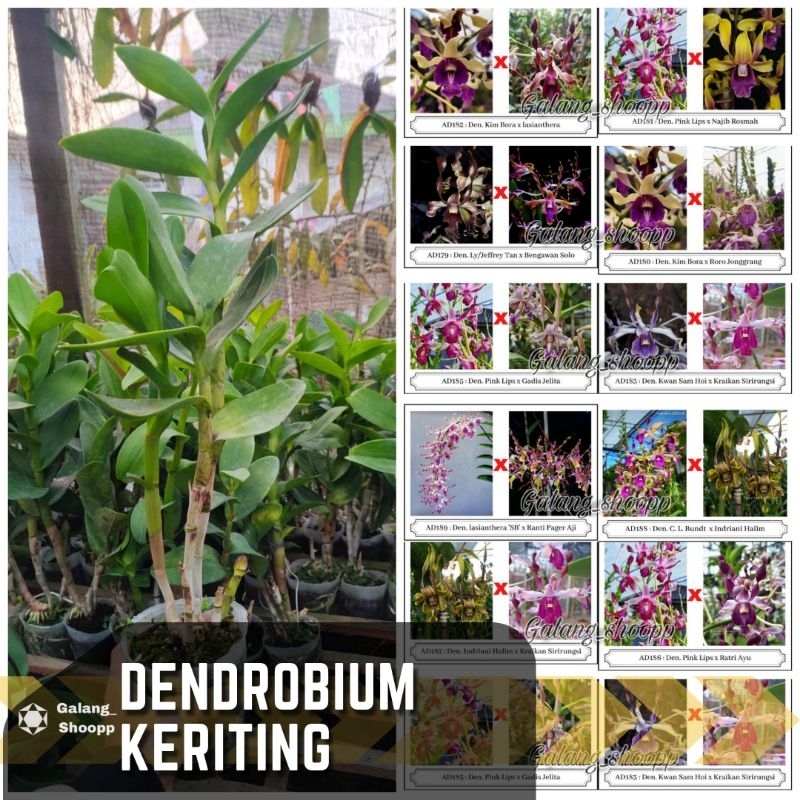 Dendrobium Keriting Dewasa Kode id Silangan Odd