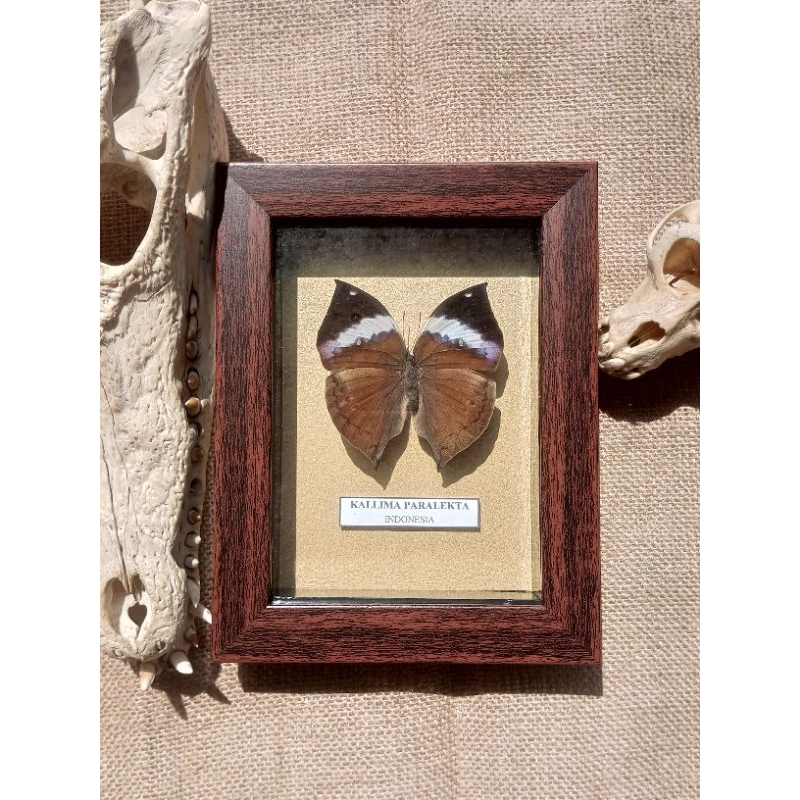 PAJANGAN HIASAN DINDING AWETAN KUPU KUPU ASLI INDONESIA