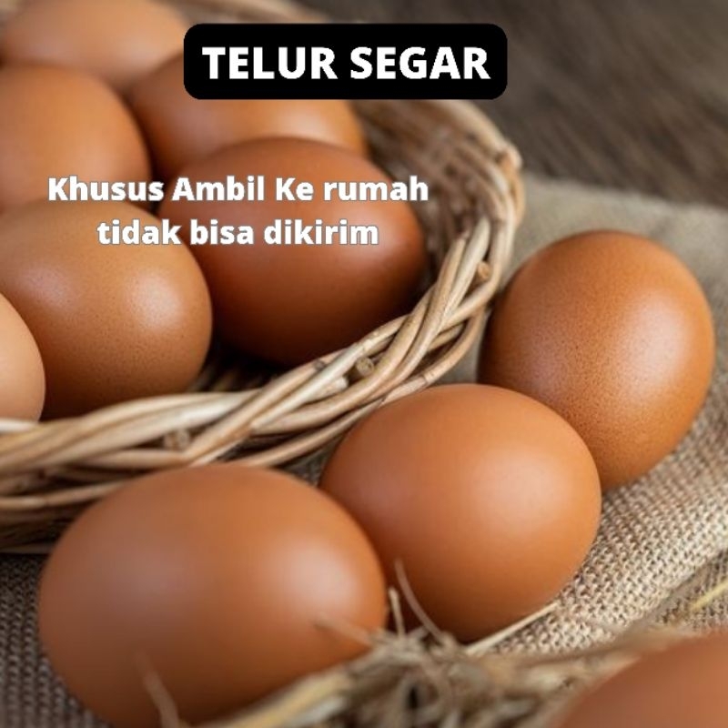 

TELUR SEGAR