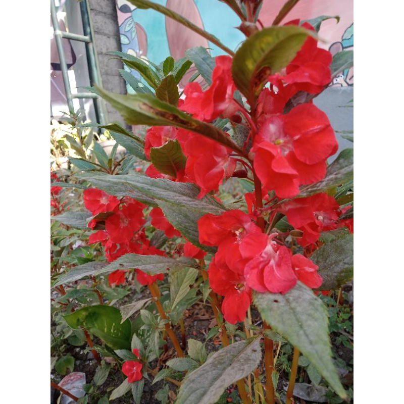 Pacar air tumpuk merah isi 2