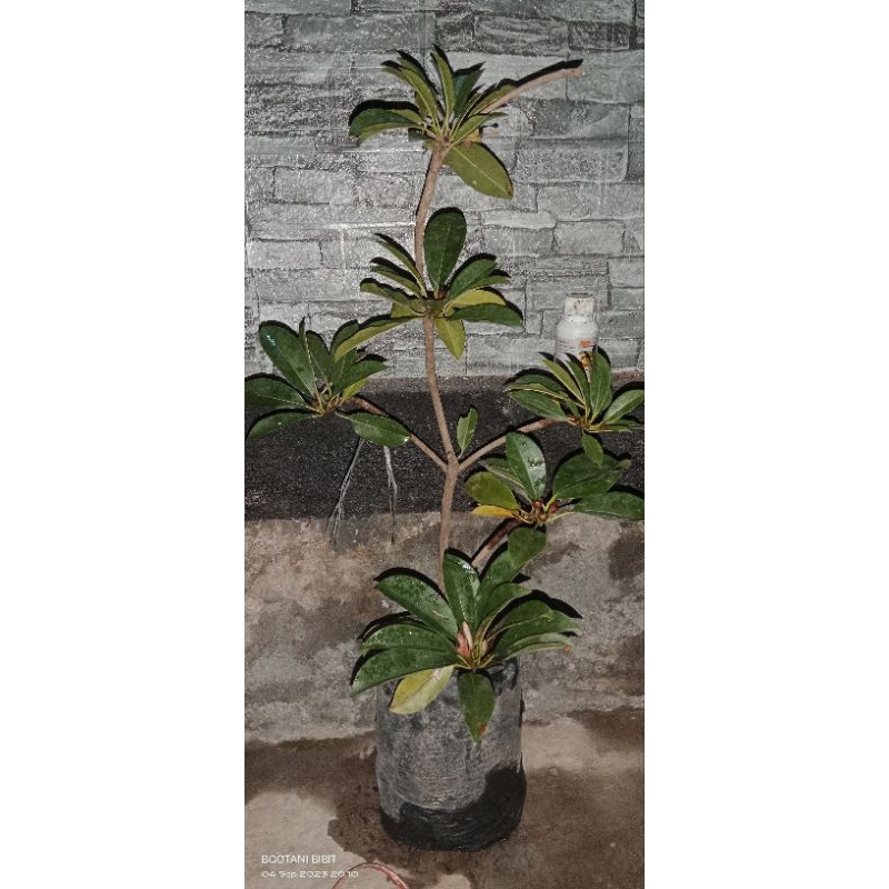 Bibit Sawo Manila mulai berbunga