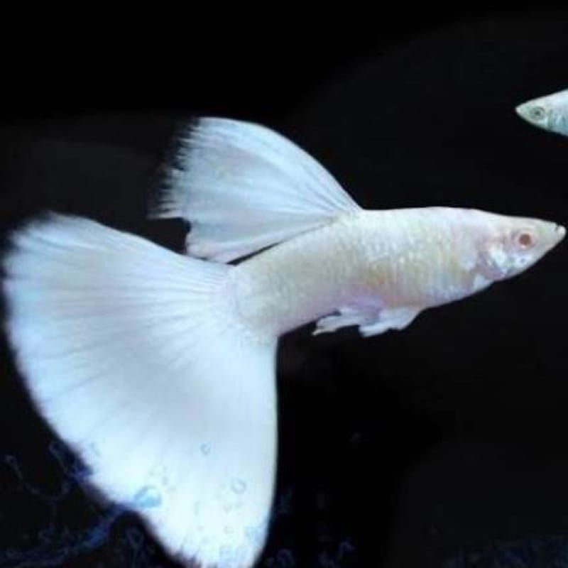 albino full platinum