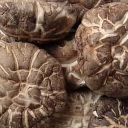 

HERBAL MURAH JAMUR YOKO/ HIOKO-50 GRAM