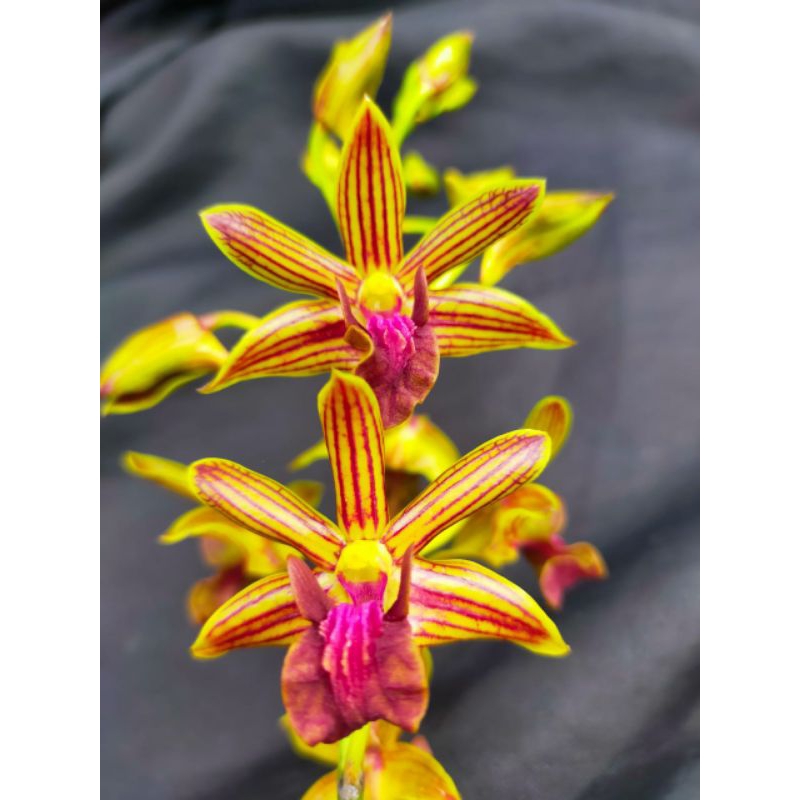 Dendrobium Nagapuspa ( Dendrobium bifalce × Dendrobium wulaiense )