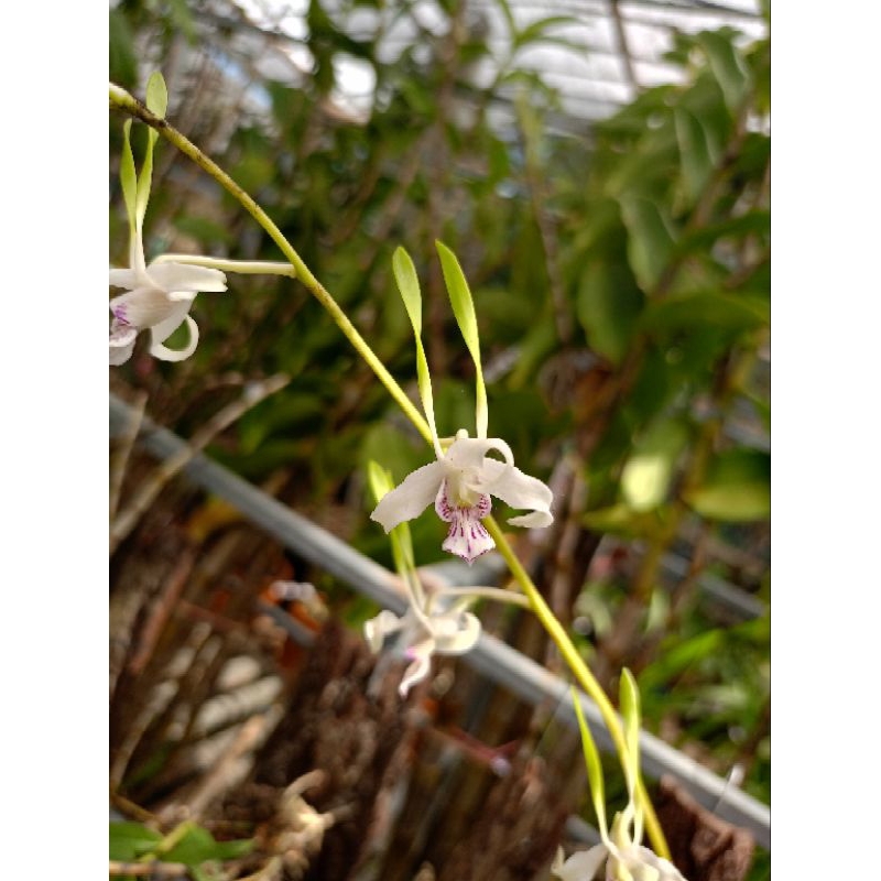 Dendrobium antennatum spesies papua