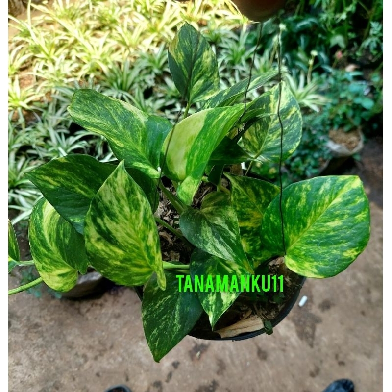 tanaman srigading varigata kuning plus pot gantung hitam rimbun