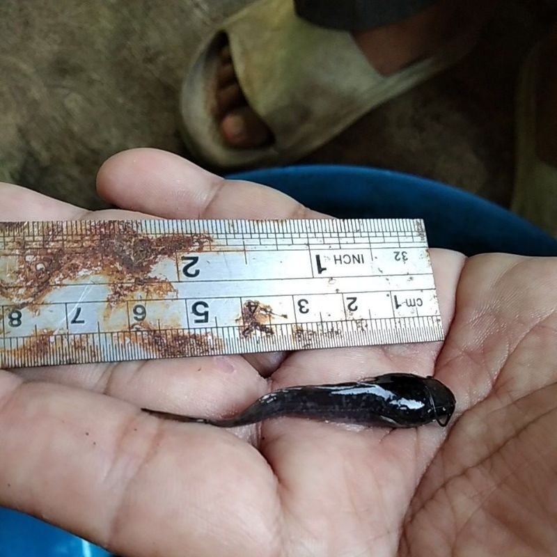 Bibit ikan lele ukuran 5-6cm