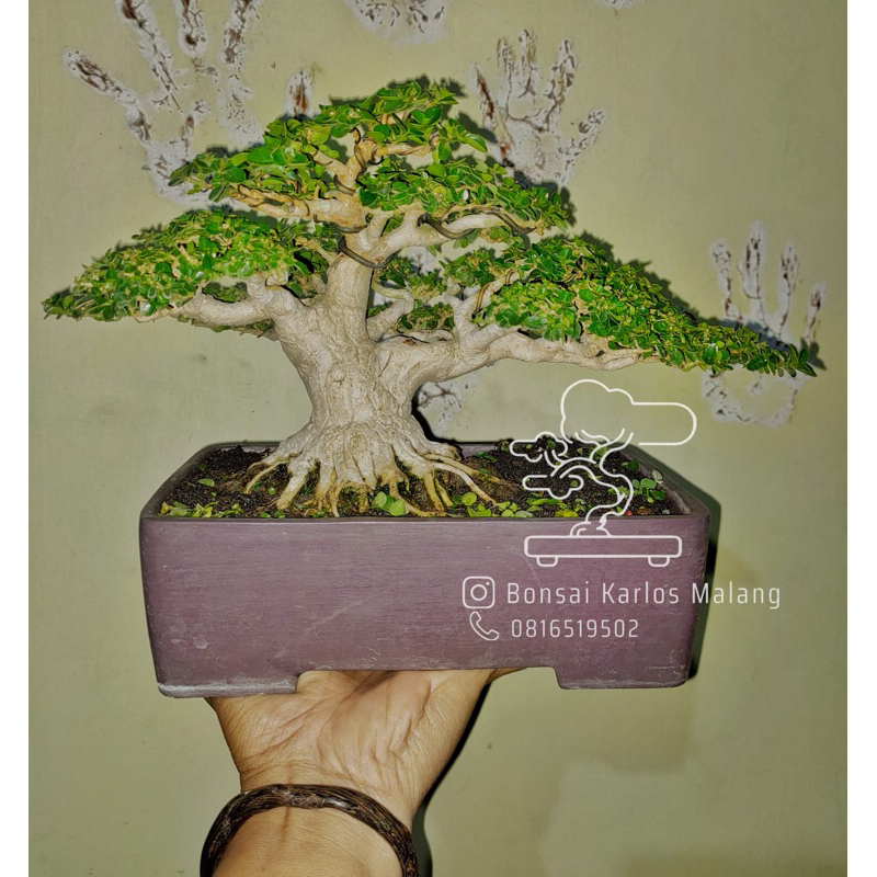 Bonsai Sancang size Small