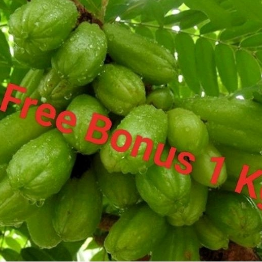 

Buah Belimbing wuluh/ Belimbing Sayur uk ¼ kg + Gratis Bonus