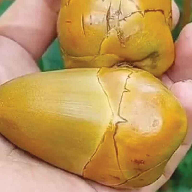 

BUAH BLULUK / PENTIL KELAPA/ BUAH KELAPA MUDA KECIL FRES PER 5 BIJI