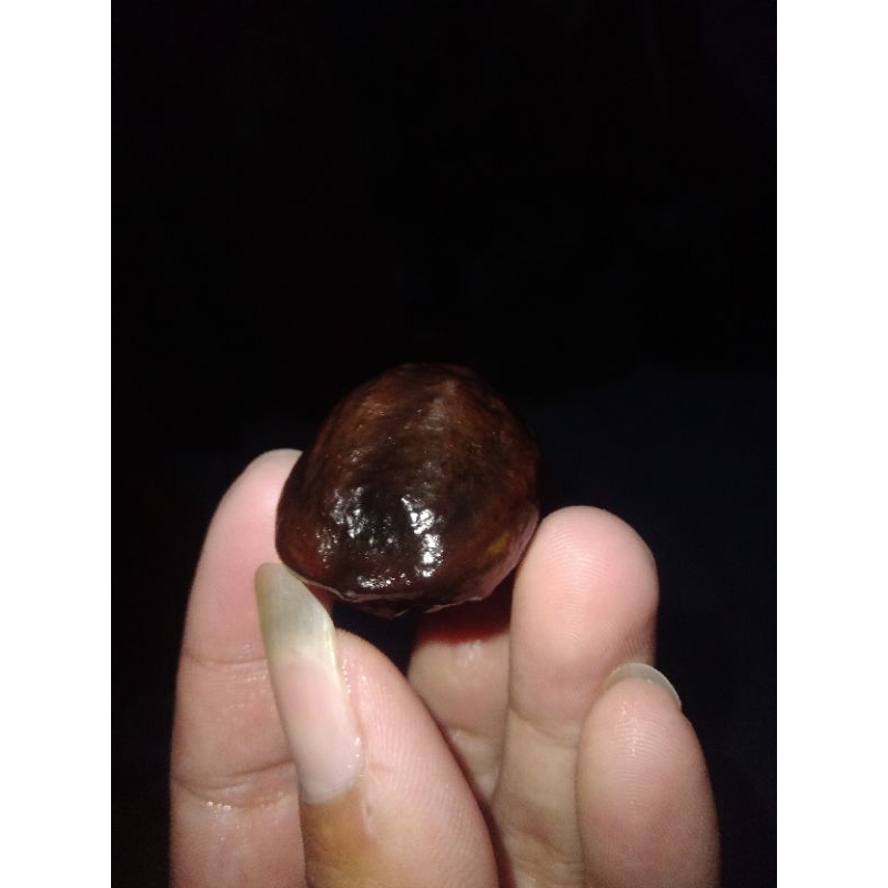 muncang adu cucuk batok tebal siap adu