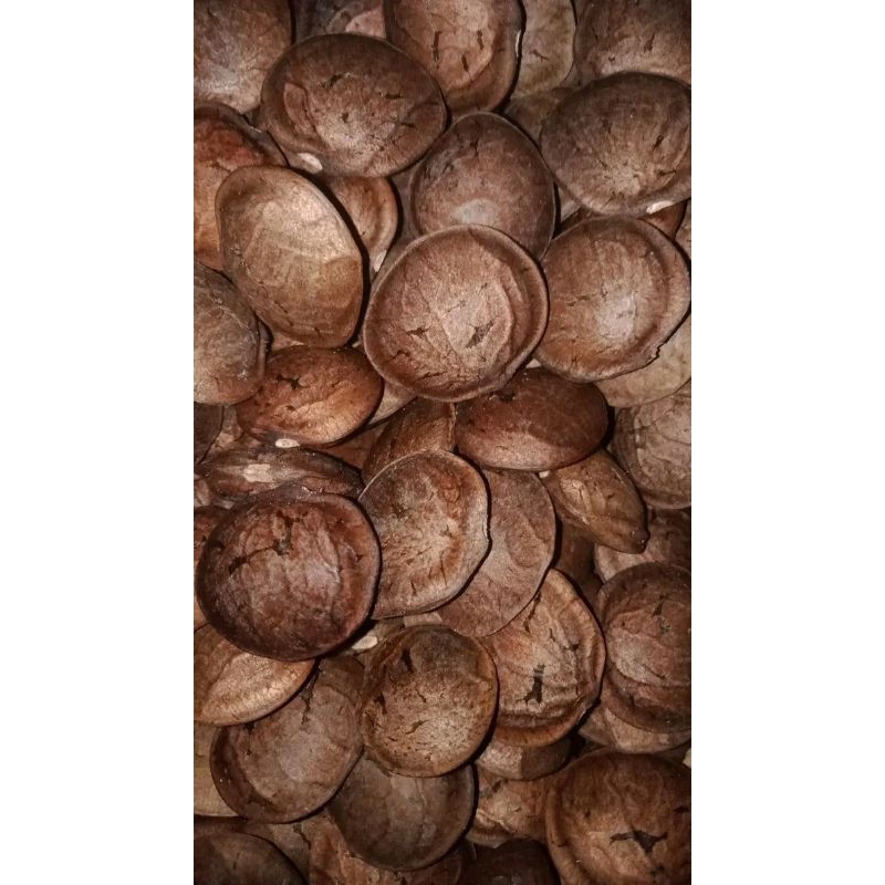 

Kacang Sacha Inchi Belum Kupas isi 1kg