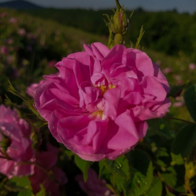 Mawar Damascena - Wangi Strong