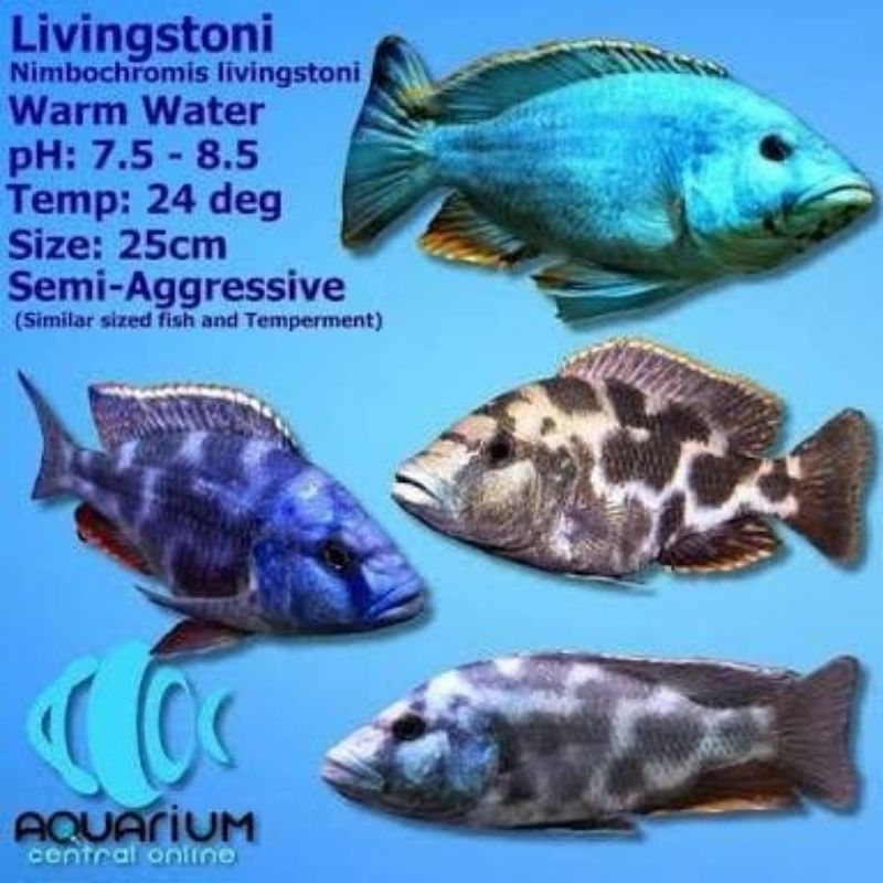 cichlid Livingstoni
