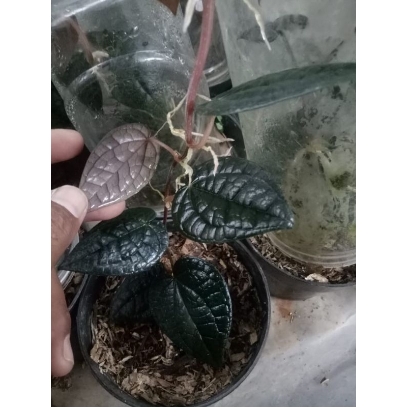 BIBIT SIRIH HITAM ORIGINAL DAUN RIMBUN